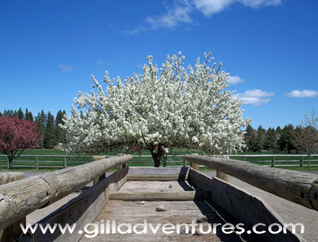 Rock Springs Guest Ranch in bloom