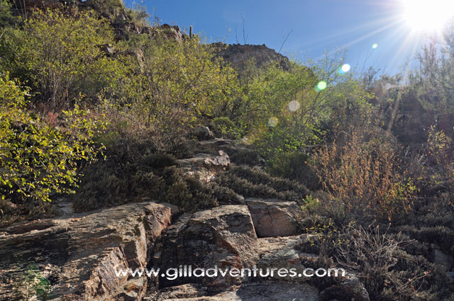 sonora desert plants