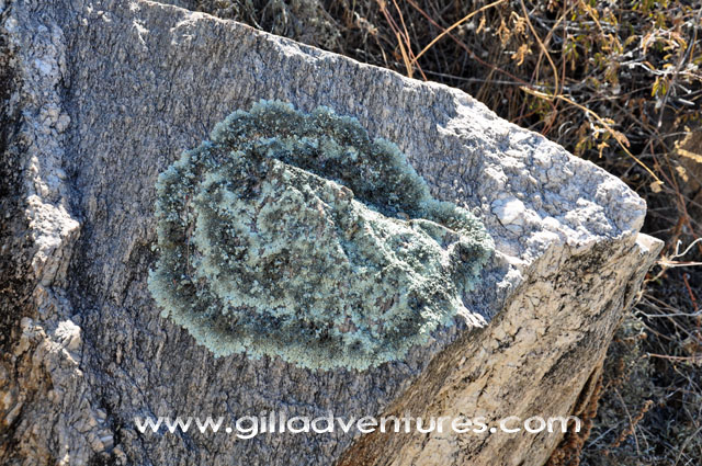 lichen on rocks