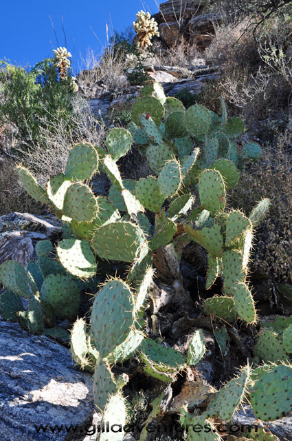 prickely pear cactus