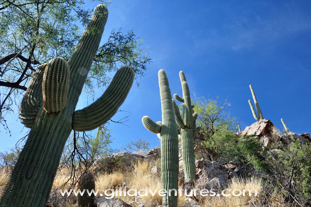 saguaro cactus 