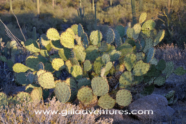 prickly pear cactus