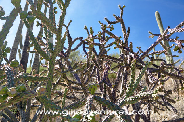 sonora desert cactus