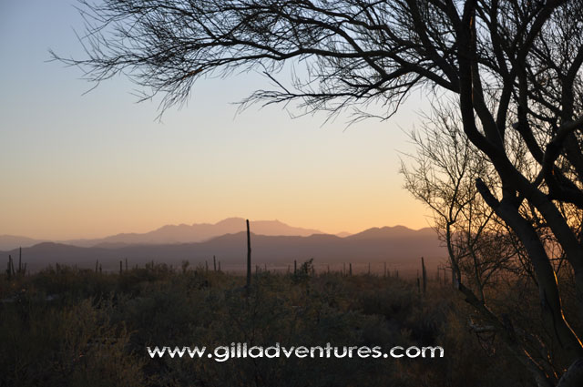 Sonora derset at sunset