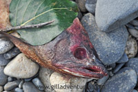 rotting fish on lake creek, alaska