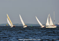 sailboat races in Annapolis