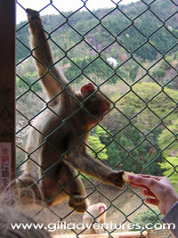 feeding the monkeys