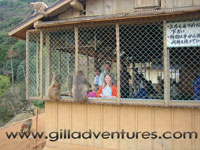 feeding the macaques