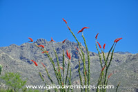 ocotillo in bloom in sabino canyon at the tram station