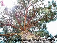 pine tree at rock springs guest ranch