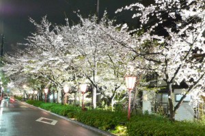 Cherry blossoms at night in Kyoto. Photo by my brother, Raymond Carr.