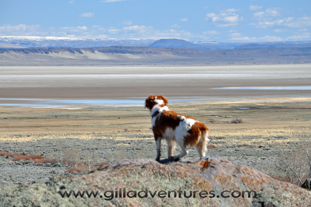 Brittany Spaniel looking at the Alvord Desert