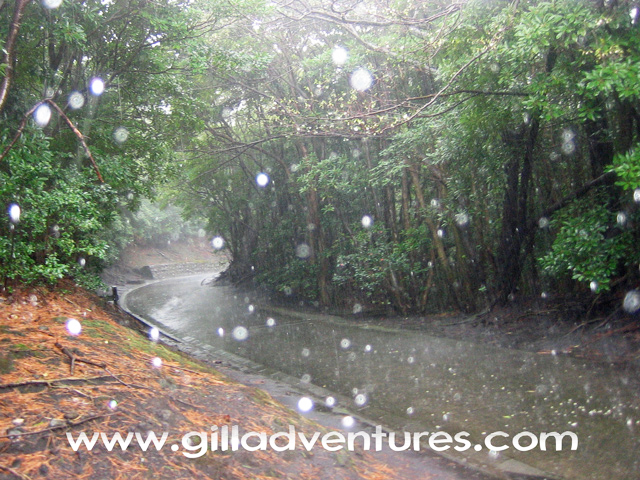 Oshima Island side road