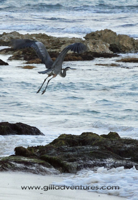 A heron takes off near Tulum