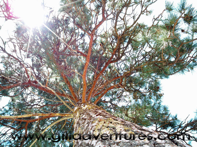 ponderosa pine at Rock Springs Guest Ranch