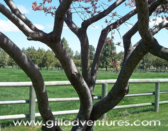 spring at Rock Springs Guest Ranch