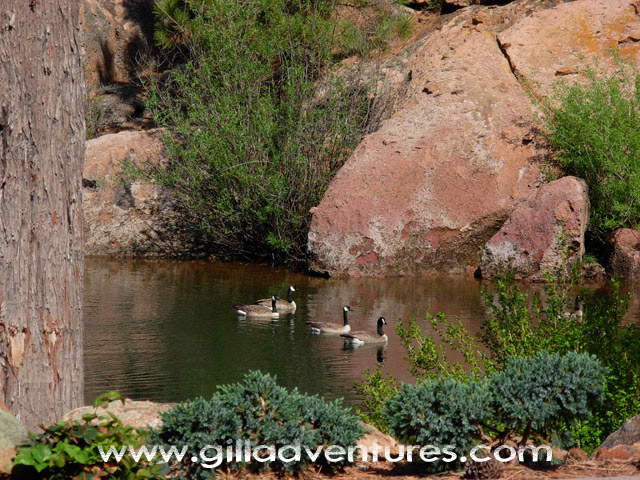 geese in pond at Rock Springs Guest Ranch