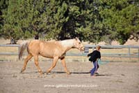 palomino horse