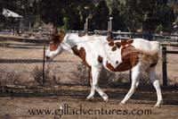 skewbald pinto