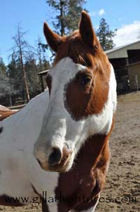 skewbald paint horse