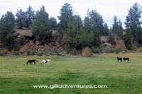 horses in pasture
